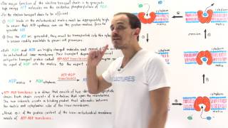 ATP-ADP Translocase