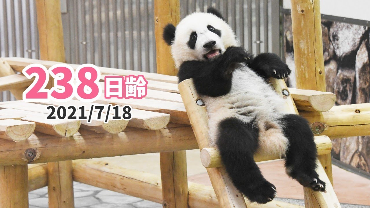 パンダの赤ちゃん（楓浜）】“パンダをダメにするハシゴ”（238日齢