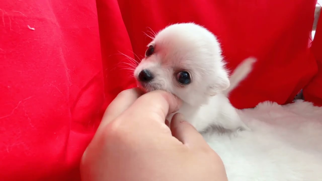 チワワ】【198518】ペットショップ犬の家＆猫の里 刈谷店 - YouTube