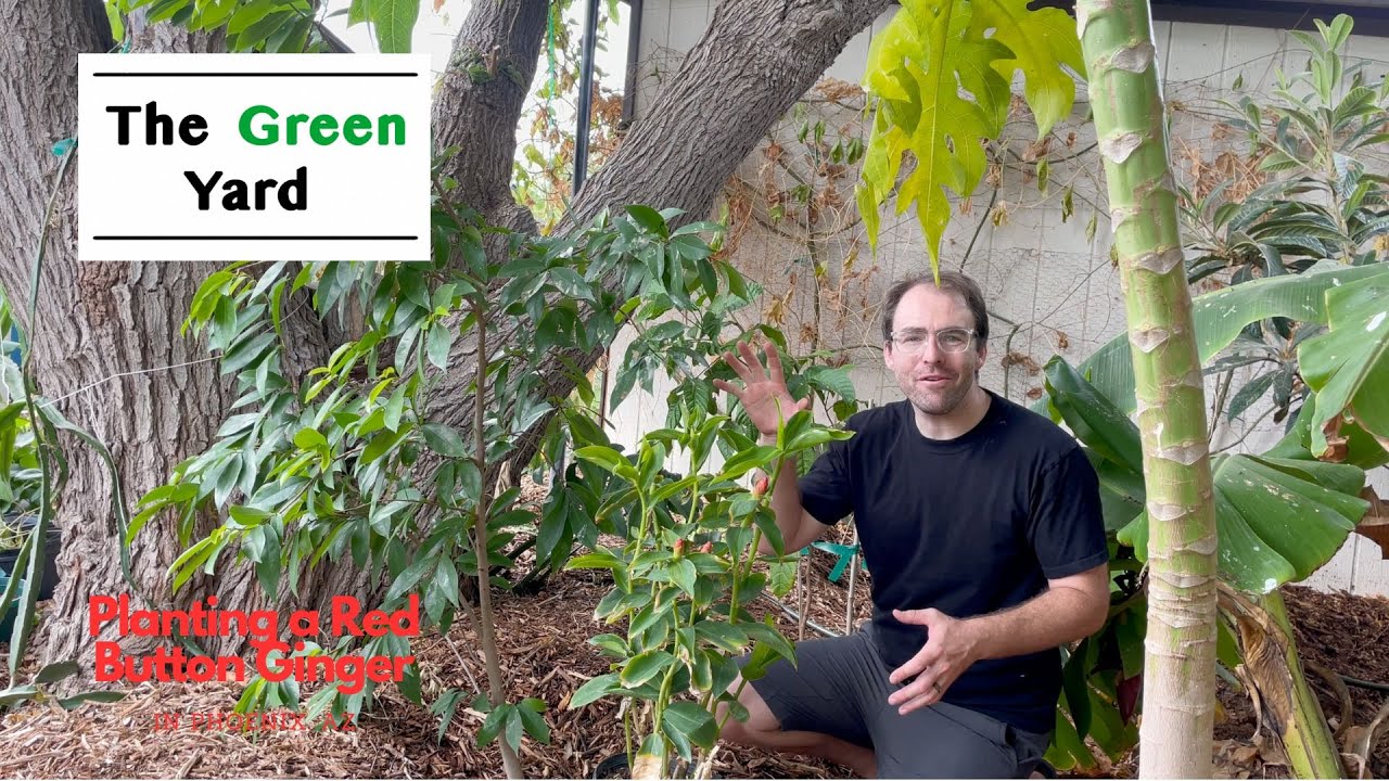 Planting a Red Button Ginger in Zone 9B, Phoenix, AZ! - YouTube