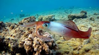 Bigfin reef squid, very strange behavior, Рифовый кальмар, очень странное поведение