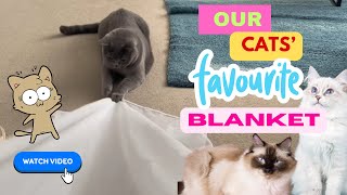 Our Cats Are Obsessed With This Curtain Blanket