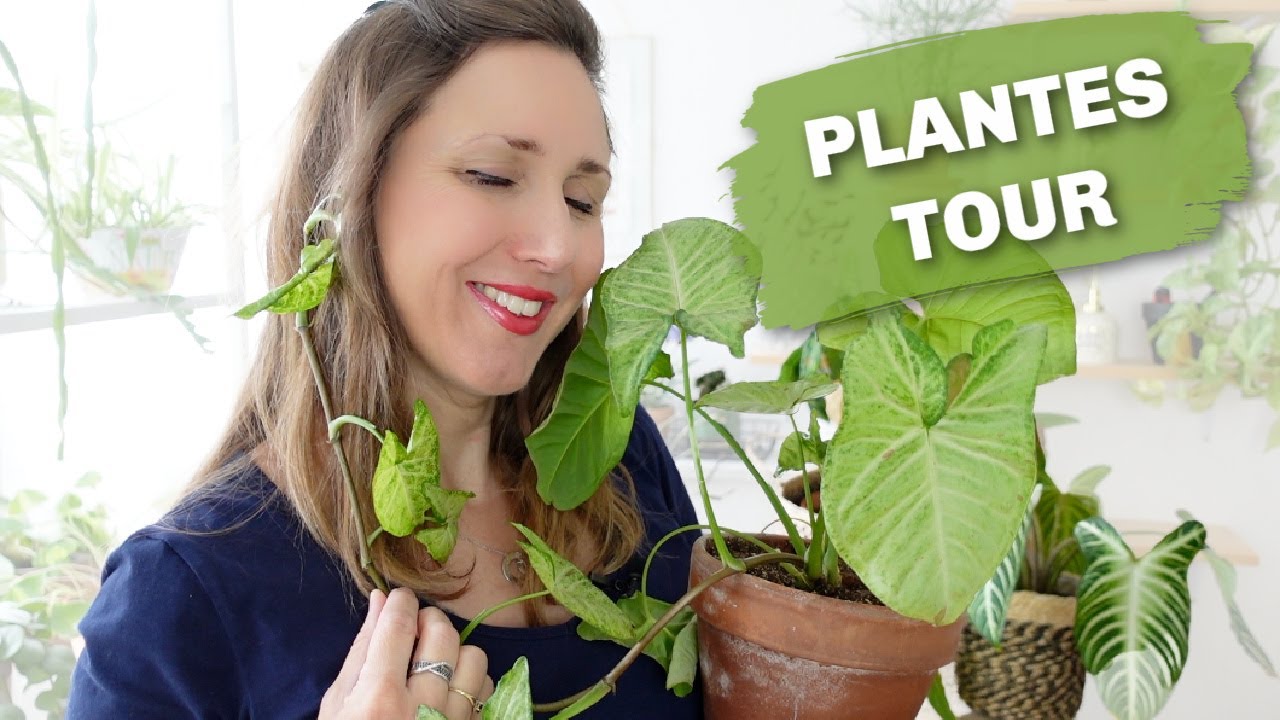 🪴 MON PLANT TOUR ULTIME 🌿 MA COLLECTION DE PLANTES VERTES
