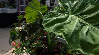 Potting a Thai Giant Colocasia