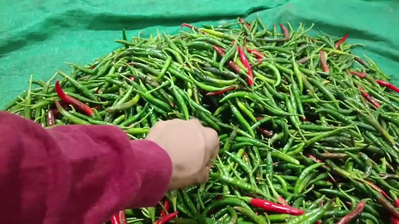 मिर्ची खराब 🙏हो जाने पर साफ 💸करना पड़ता है 👍 राजकोट सब्जी market 