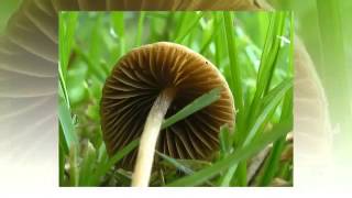 Conocybe Lactea - Fungi Kingdom