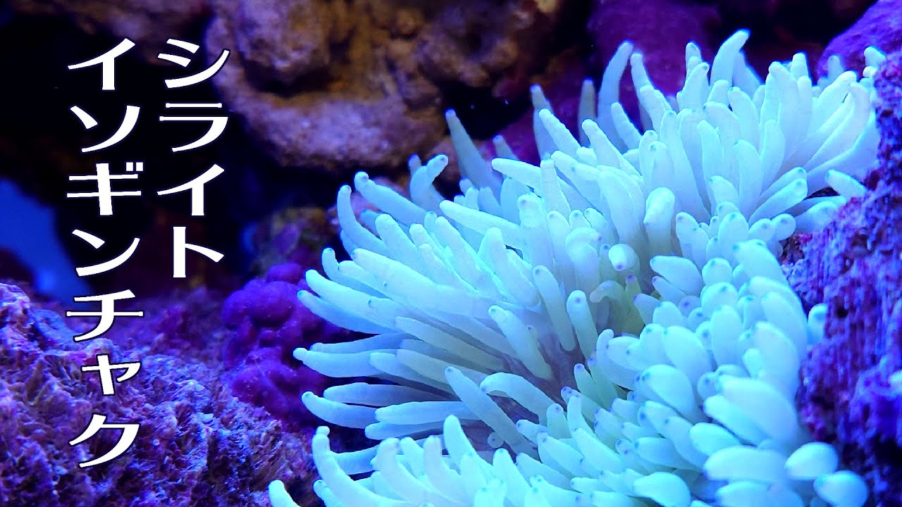 #46【海水水槽🔰】シライトイソギンチャクを購入しました