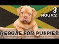 Scientifically proven 3 hours of playful calming reggae  soft rock for puppies