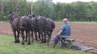 Horse Drawn Plowing  and Hitching 3Up with Ralph Rice