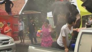 Thai New Year kicks off with an elephant water fight