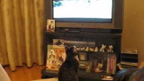 ビビと映画「wataridori」    cat and the movie 