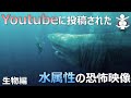 【水怖映像】YouTubeに投稿された水属性の恐怖映像 生物編