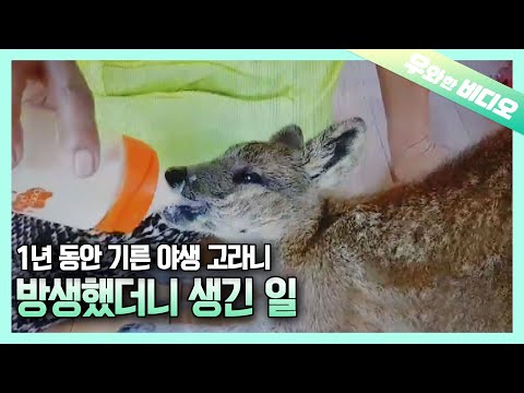 밭에서 죽어가던 어린 야생 <strong>고라니</strong>! 1년 동안 기르고 드디어 방생! 그런데...