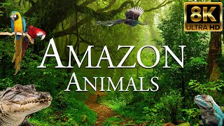 Животные Амазонки 8K ULTRA HD | Дикая природа тропических лесов Амазонки | Природа Джунгли Амазонки