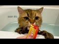 CIAOちゅ～る 2026年春 Part5（いなば食品グループ）
