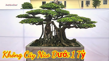 Dãy cây triệu $ tại Triển lãm Đông anh 10/2022
