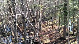 Rutting Buck Chasing a Hot Doe