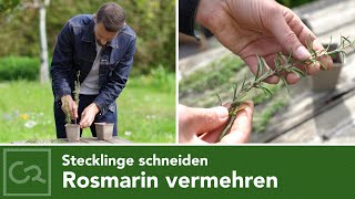 Propagating Rosemary By Cuttings