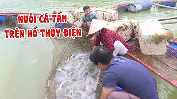 Nuôi cá tầm trên hồ thủy điện Cốc Ly, huyện Bắc Hà | THLC