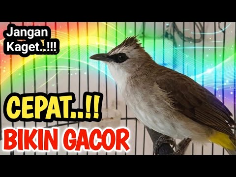 SUARA TRUCUK GACOR Perangsang bunyi burung trucuk agar rajin bunyi siang dan malam