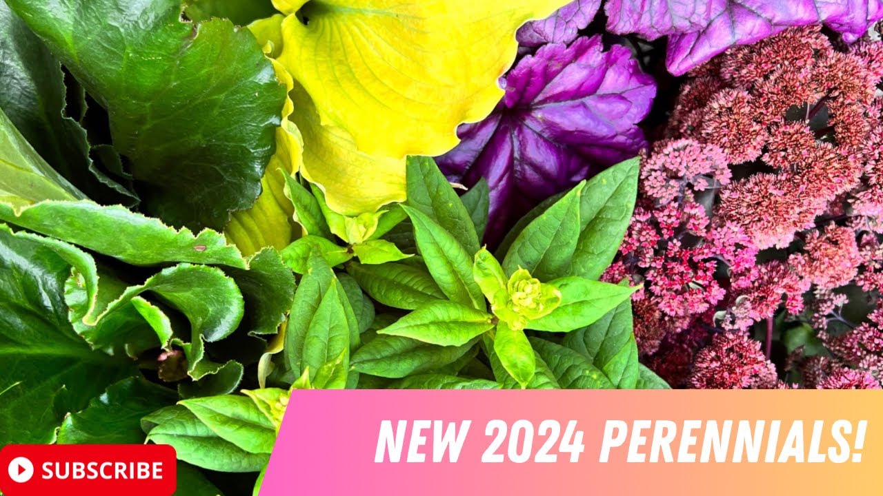 PROVEN WINNERS PLANTS NEW FOR 2024 AND OTHER GOODIES PERENNIAL PLANT