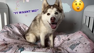 Giant Husky Puppy RUINS Babies Bedroom!😮. I cannot believe my eyes! by milperthusky 20,151 views 11 days ago 4 minutes, 14 seconds