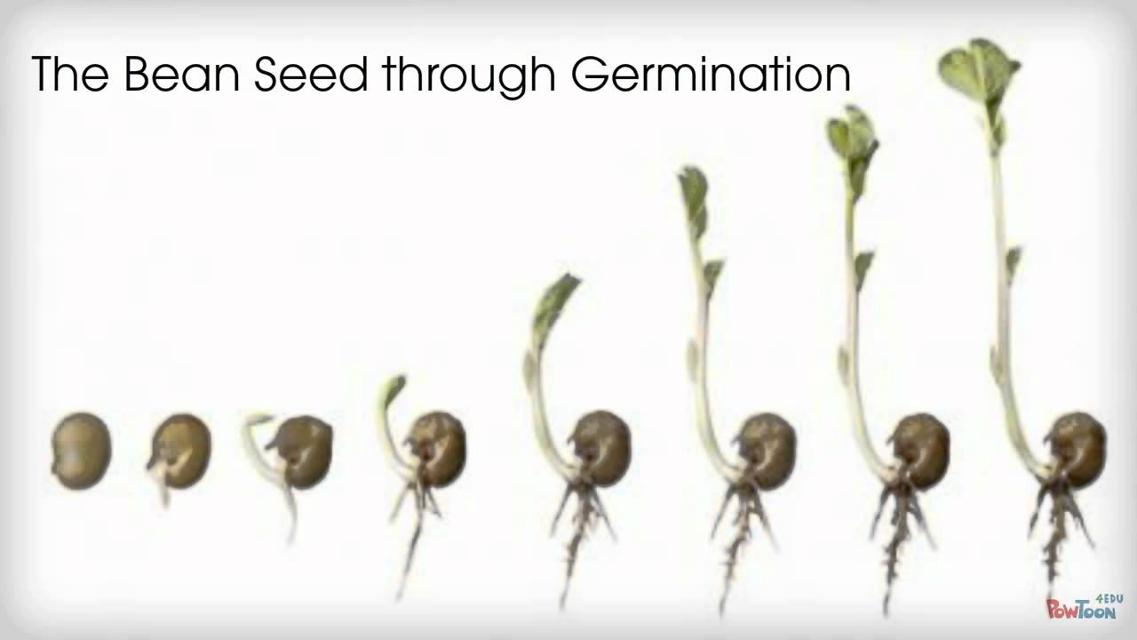 Germination of a Bean YouTube