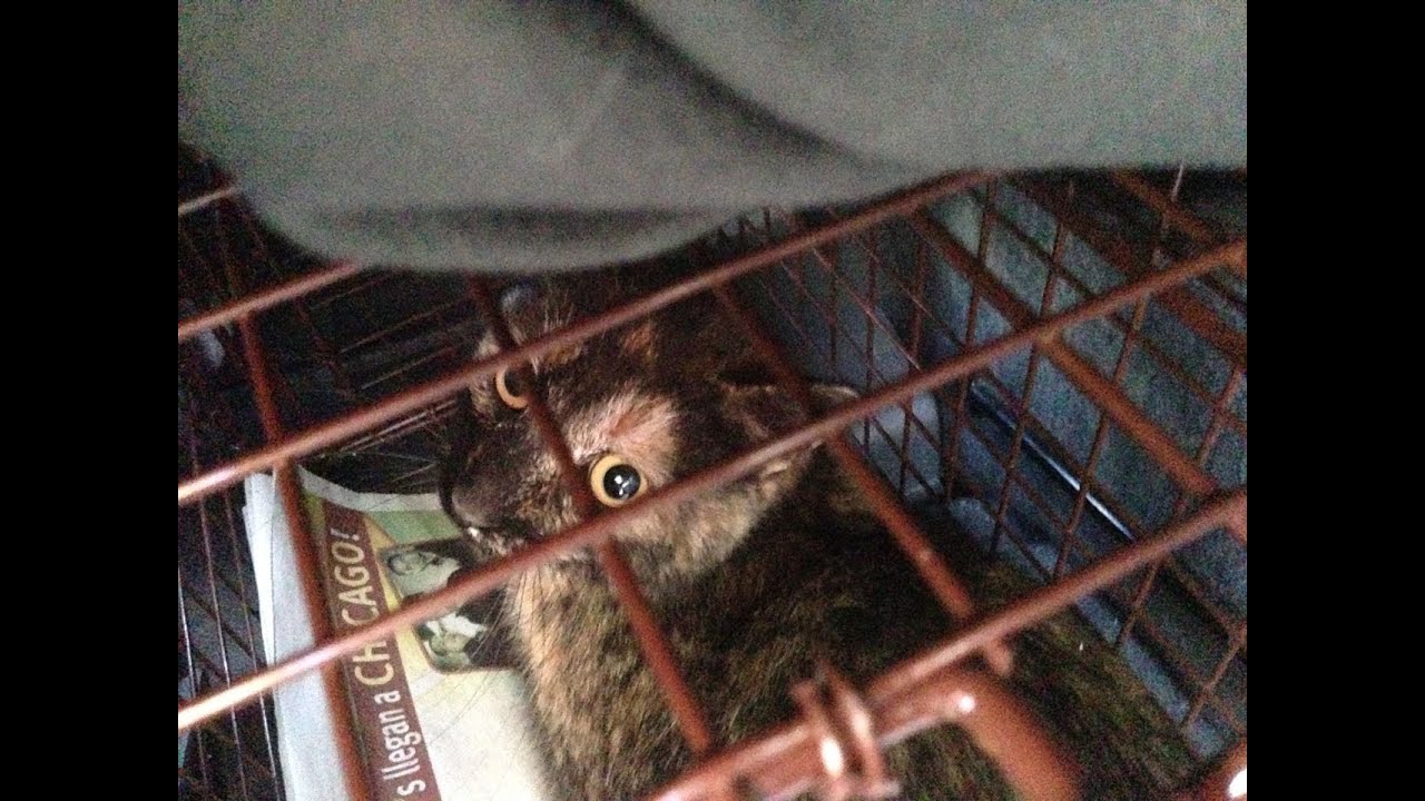 Feral Cat Thimbelina Gets Released a Second Time