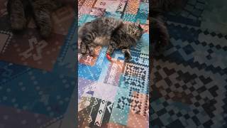 Батарейка😸 #кот #котики #cat #shortcats #котик #shots #catlover #shortcatsvideos #shortvideo