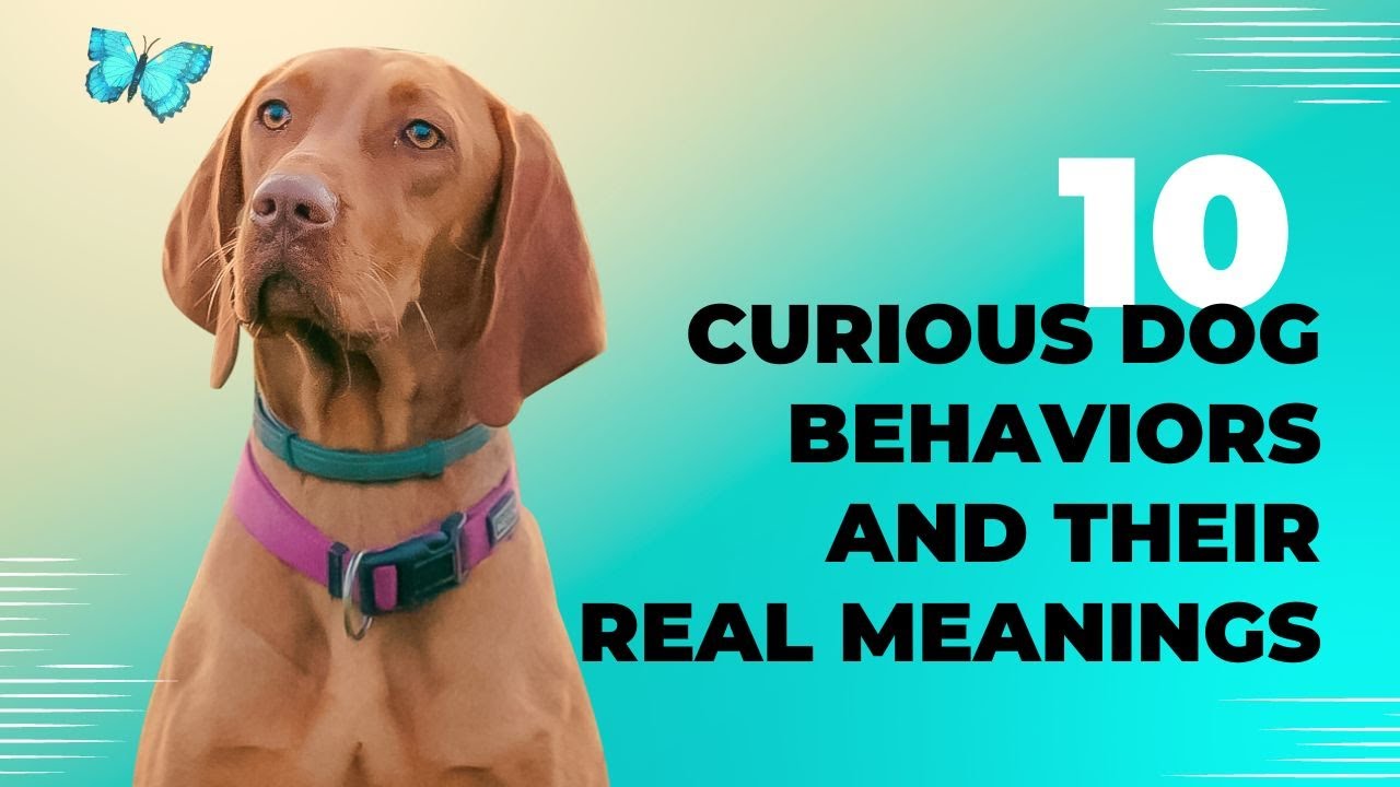10 Curious Dog Behaviors and Their Real Meanings.
