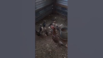 Menyuav qaib Thai #qaib #chicken #thairooster #rooster #bantam #qaibthai #bantamchicken