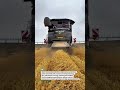 Fendt IDEAL Wheat Harvest Beast 🌾🚜 #FendtIDEAL #HarvestKing #AgriTech