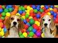 Turned my House into a BALL PIT | Happy Dogs Louie and Marie