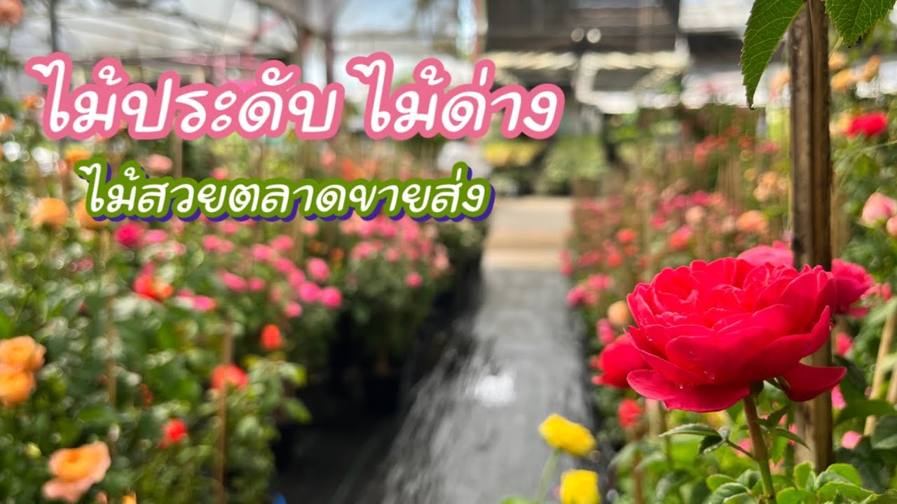 ไม้ประดับ ไม้ด่าง ราคาประหยัด ตลาดขายส่งต้นไม้พระเงิน