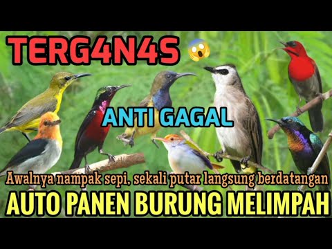 SUARA PIKAT BURUNG KECIL PALING AMPUH 🕊️ TERBUKTI#pikatburung 