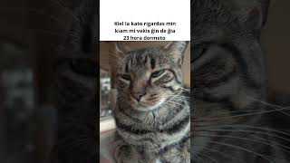 Esperantaj memeoj 18 #esperanto #memeoj