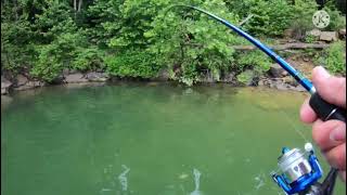 Bluegill fishing the beds at Cave Run Lake 21
