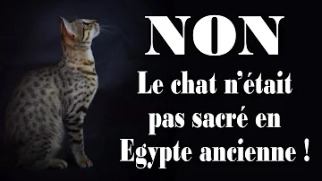 Comment s'appelle le chat d Egypte ?