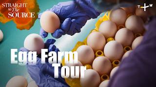 Harvesting Free Range Eggs | Straight to the Source