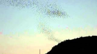 Selman Bat Watch - Oklahoma Wildlife Department