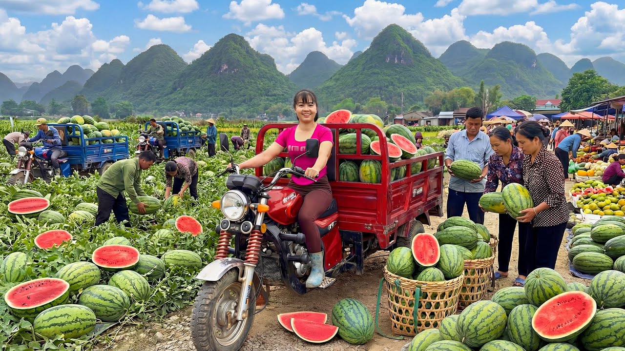 TIMELAPSE -- GIANT WATERMELONS - Transporting with My 3-Wheeled Truck to Market SELL