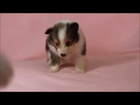 シェットランド・シープドッグ（シェルティー）子犬販売。No.8282
