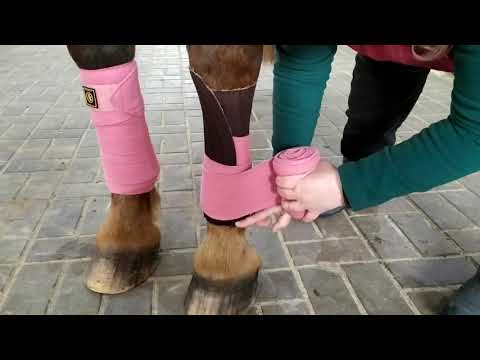 Video: Pārsteidzoši Suņu Zirglietas, No Kuriem Jāizvairās