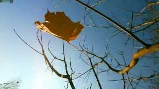 peacock tail - Boards Of Canada / FLEW UP  (Unofficial HD video)
