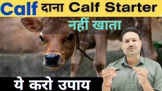 Calf दाना Calf Sarter नहीं खाता ये करो उपाय calf ko khana kaise khilaye