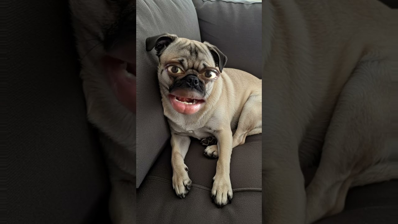 I just have one best friend 🫶🫂🥰🤗 #funny #dothingsyoudontwanttodo #funnyimages #comedy #dog