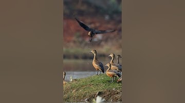 Lesser whistling duck #youtubeshorts #nature #shortviral #india #odisha #videoshort #video