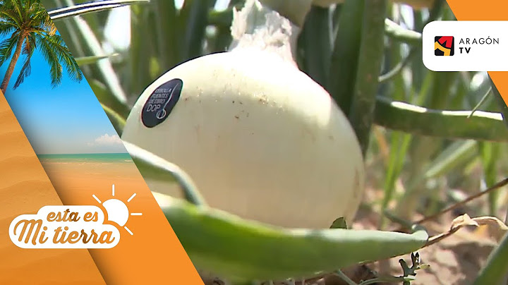 Una cebolla con denominación de origen protegida