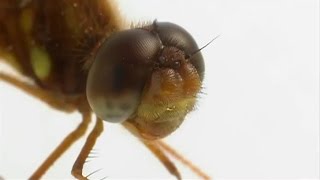 Famous EVOLUTION - How eyes evolved HD Net Worth