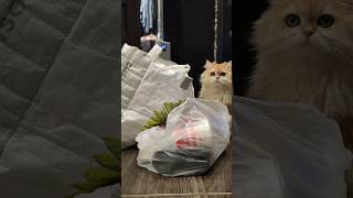 Ревизор домашний #cutecat #cat #kitten #ревизор #распаковка